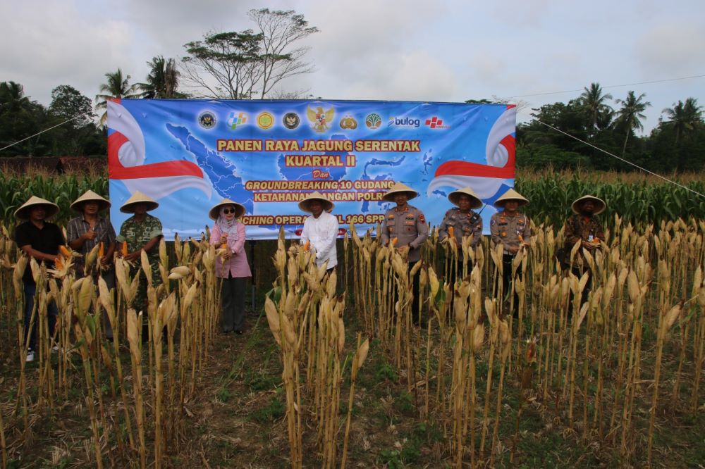 Dukung Ketahanan Pangan, Polres Kebumen Panen Jagung 420 Kilogram