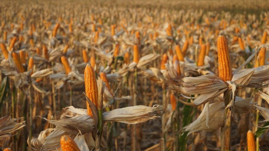 Genjot Jagung Pangan, Target 18 Juta Ton untuk Perkuat Industri dan Hentikan Impor