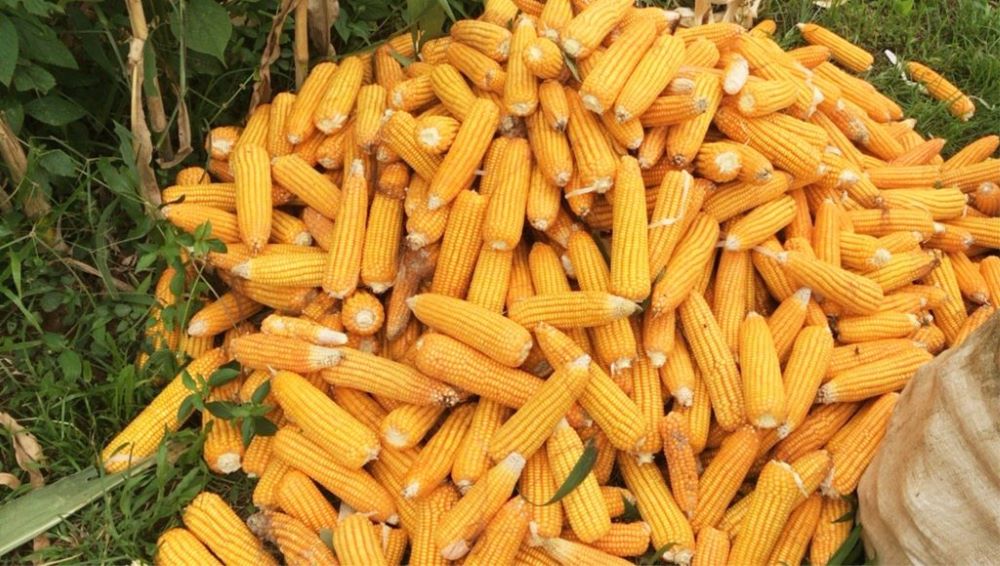 Bulog Diminta Serap Jagung Petani Kadar Air 20 Persen