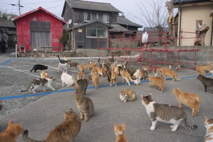 Arti Mimpi Melihat Banyak Kucing, Benarkah Pertanda Keberuntungan?