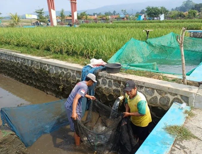 Unsoed Kembangkan Mina Padi di Banyumas, Panen Perdana Capai 71 Kilogram Ikan