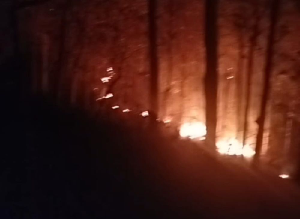 1 Hektar Lahan Perhutani di Buayan Kebumen Hangus Terbakar 