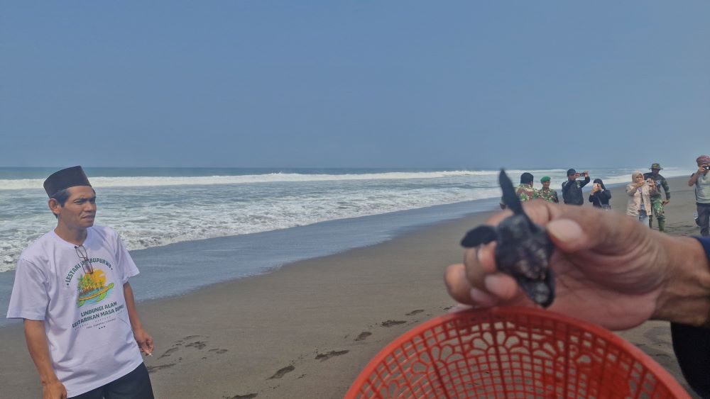 100 Tukik Kembali ke Laut, Pantai Lembupurwo Kebumen Perkuat Konservasi Pesisir