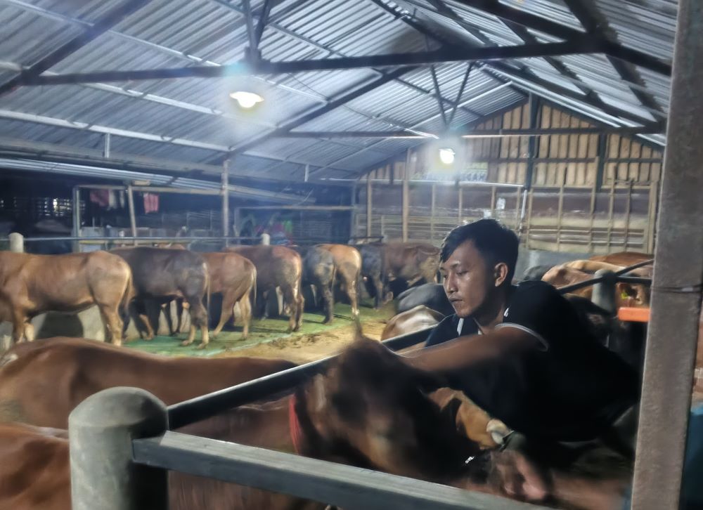 Kementan Perketat Pengawasan Hewan Kurban Jelang Iduladha 1447 H, Waspadai PMK hingga Anthrax
