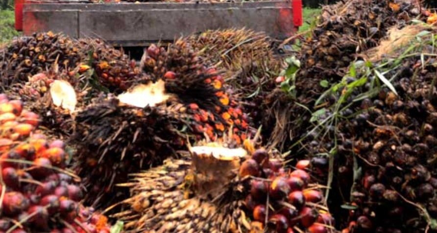 Hadapi Gejolak Global, Indonesia Perkuat Ketahanan Pangan dan Energi dari Sawit serta Singkong