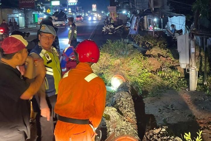 Pohon Tumbang di Jalur Nasional Prembun, Pengendara Motor Terluka Akibat Kabel Terseret