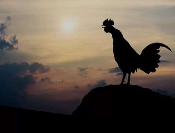 Ayam Berkokok di Malam Hari, Bertanda Gaib atau Fenomena Alam? Ini Penjelasannya