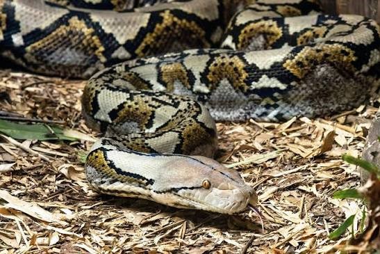 Mimpi Membawa Ular Besar, Benarkah Pertanda Akan Datang Sesuatu yang Besar?