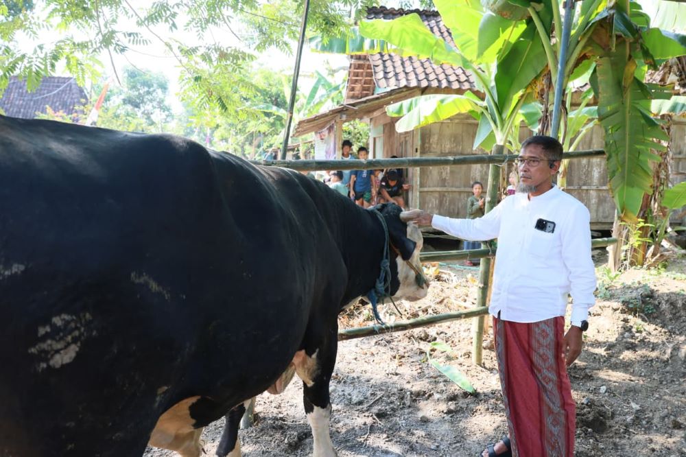 Sekda Jateng Serahkan Sapi Kurban 1,1 Ton untuk Warga Terdampak Banjir Grobogan, 730 KK Akan Terima Daging Kurban