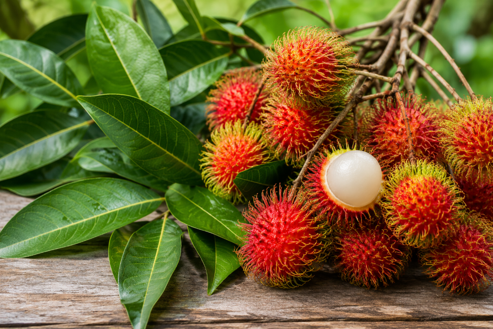 Jarang Diketahui, Ini 7 Manfaat Daun Rambutan untuk Kesehatan dan Kecantikan
