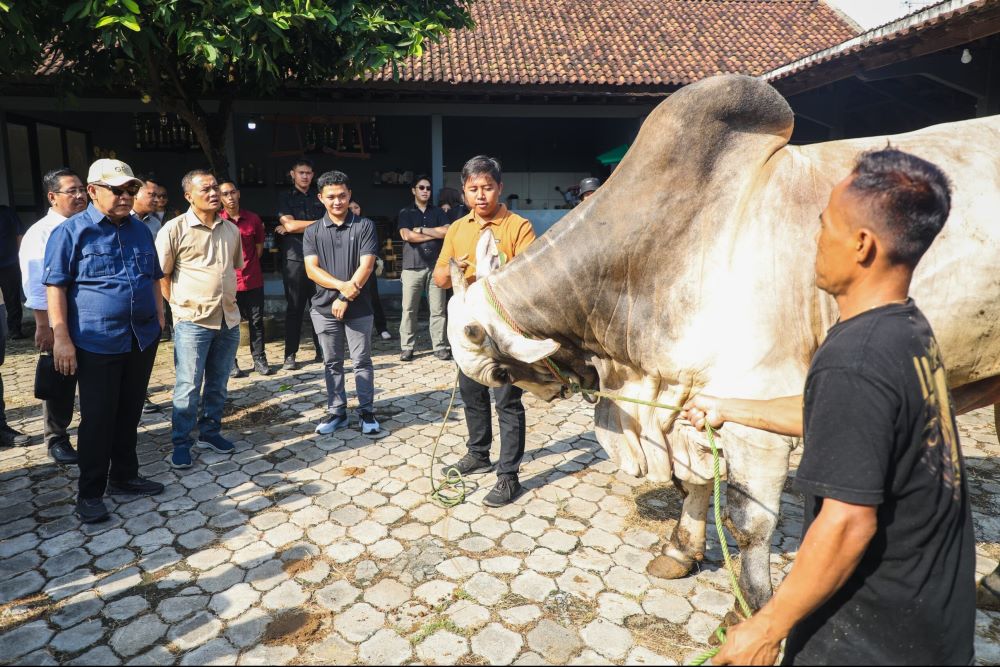 Inspiratif! Dari 2 Ekor Sapi, Berkah Setia Farm Purworejo Jadi Peternakan Modern Beromzet Premium