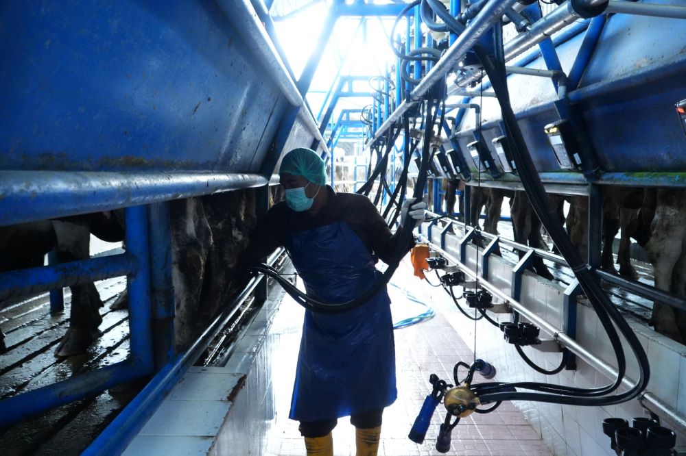 Produksi Susu BBPTUHPT Baturraden Naik Dua Kali Lipat