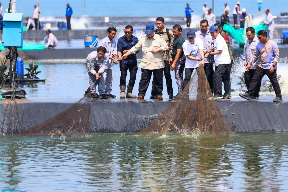 Presiden Prabowo Panen Udang di Kebumen, Produksi Tambak Modern Diproyeksi Tembus Rp134 Miliar per Tahun