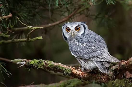 Kenapa Burung Hantu Identik Dengan Kesan Menyeramkan? Ini Penjelasannya