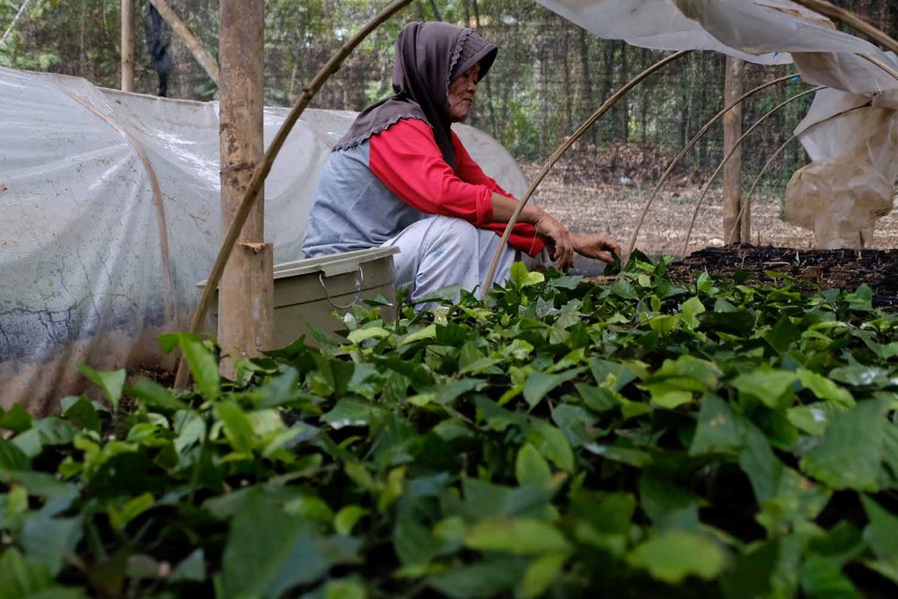 Bibit Kopi Robusta Unggul Magelang Laris Manis