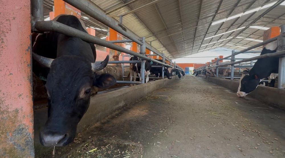 BBPTUHPT Baturraden Genap 73 Tahun, Siap Jadi BLU dan Bidik PNBP Rp23 Miliar Berkat Lonjakan Produksi Susu