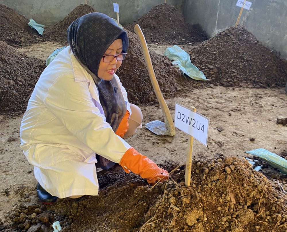 Ubah Limbah Jadi Berkah, Inovasi BIOKULTURMIX Unsoed Percepat Pengomposan Kotoran Ternak