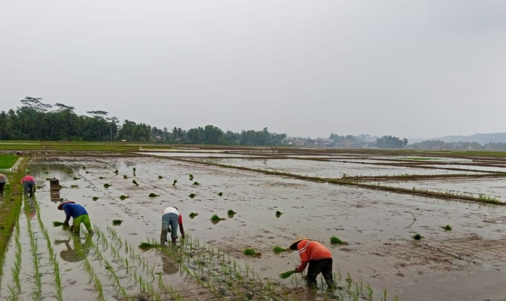 Dinpertan Banyumas Mulai Uji Coba Pertanian Industrial, Targetkan Produktivitas Naik dan Pola Tanam Lebih Efisien