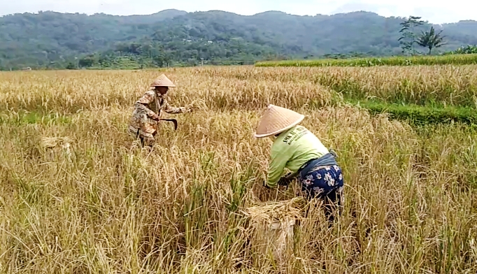 Produksi Beras Nasional Semester I 2026 Naik Tipis, BPS: Stabil di Tengah Tantangan Cuaca