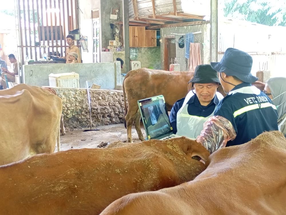Jelang Iduladha 2026, Stok Hewan Kurban di Jawa Tengah Dipastikan Surplus, Capai Lebih dari 593 Ribu Ekor