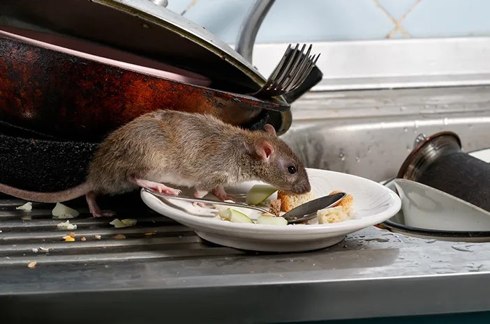 Tikus Sering Masuk Rumah? Ini Cara Mengusirnya Tanpa Bikin Berantakan