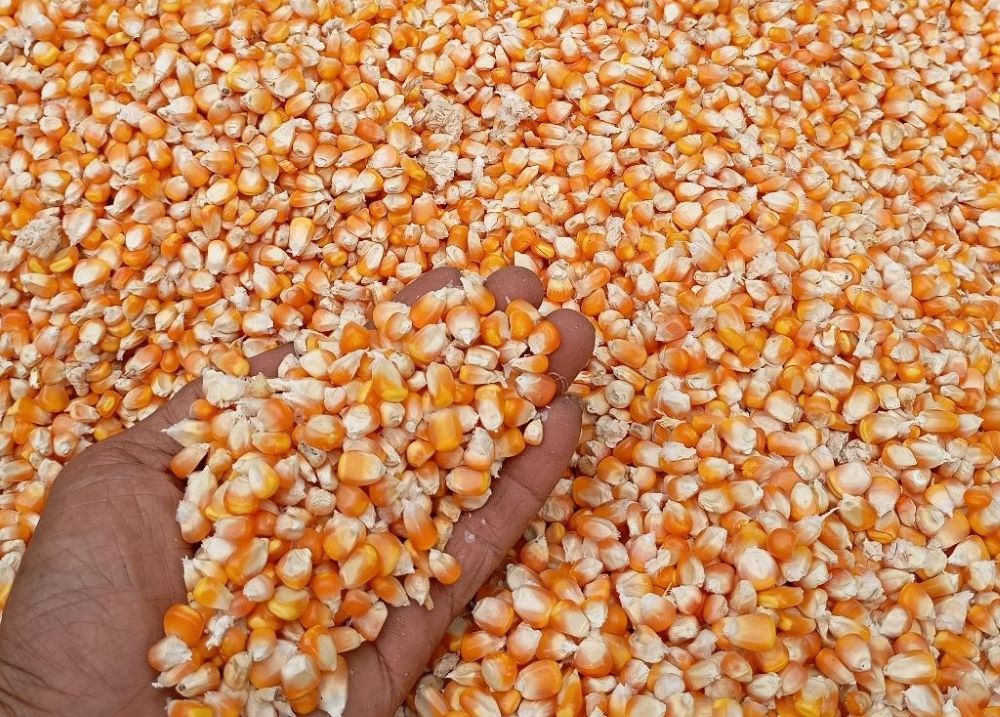 Harga Jagung Pakan Tembus Rp7.173 per Kg