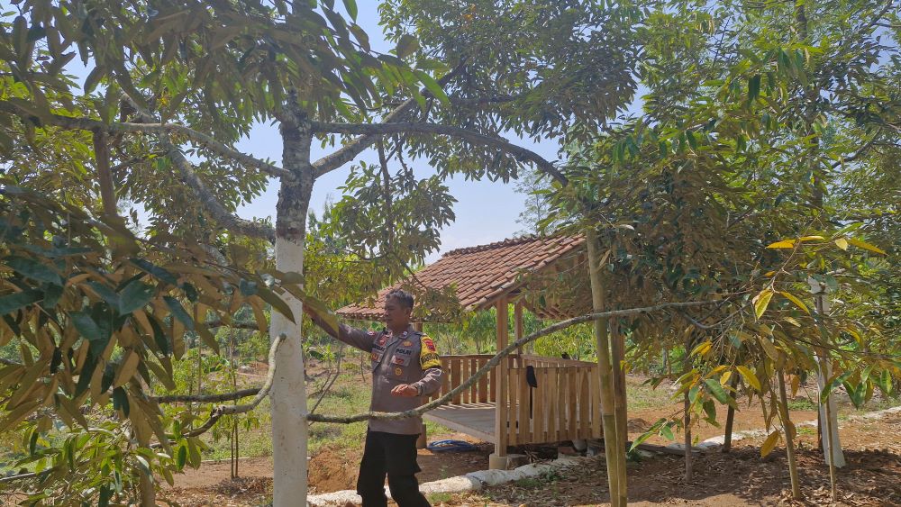 Program Durenisasi Aiptu Eko Suroso Ubah Lahan Tidur Menjadi Sumber Harapan Warga Desa Pekuncen