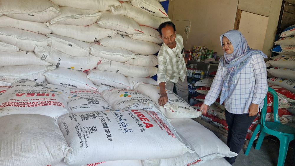 Stok Pupuk Aman, Petani di Mernek Nikmati Lonjakan Hasil Panen